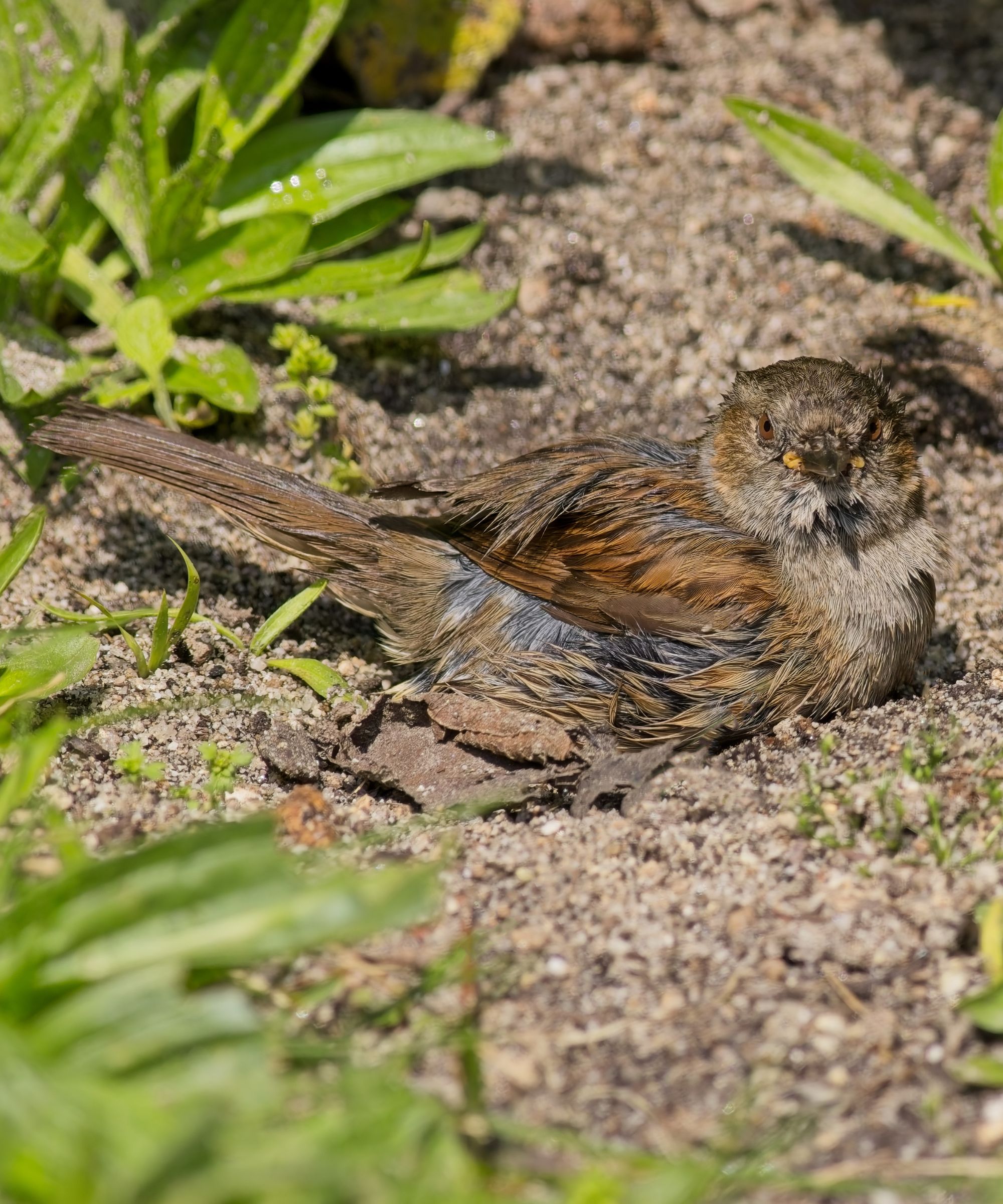 Bird in a patch of dust