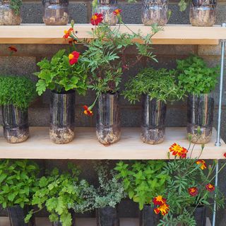 flower plants with plastic bottles and wooden shelves