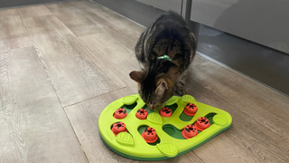 Chilli finding treats from the Nina Ottosson by Outward Hound Buggin&#039; Out Puzzle &amp; Play Cat Toy