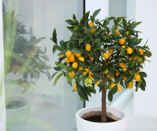 Kumquat tree growing indoors