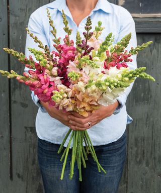 A cut bouquet of Costa Mixed snapdragons