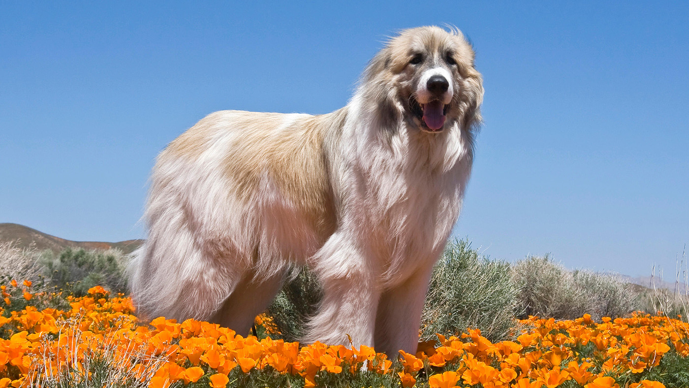 Great Pyrenees dog in mountain area with orange flowers