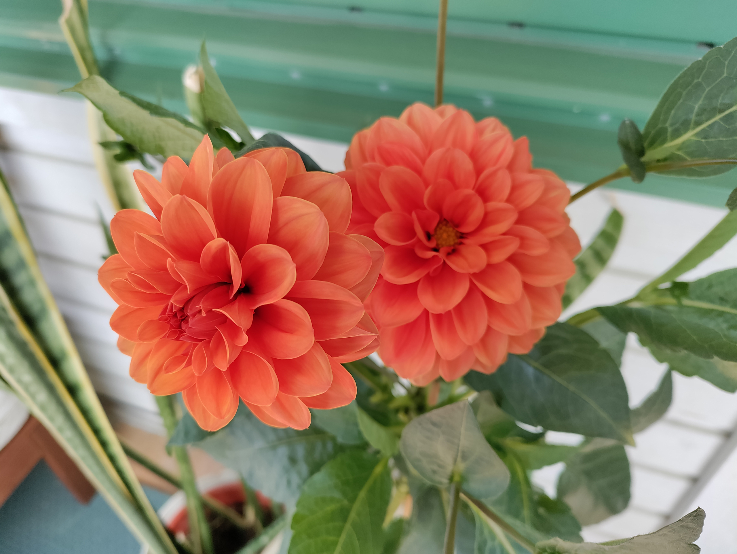 Exempelbilder från OnePlus Nord CE 5G.