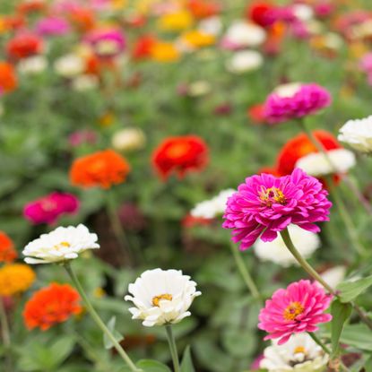 zinnia flowers in a garden
