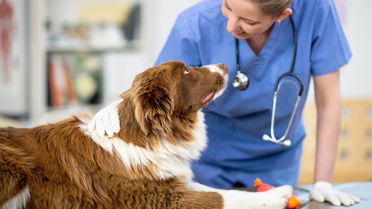 Diabetes insipidus in dogs: a vet's guide | PetsRadar