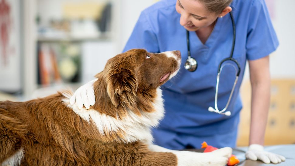 Diabetes insipidus in dogs a vet's guide PetsRadar