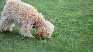 Poodle sniffing earth