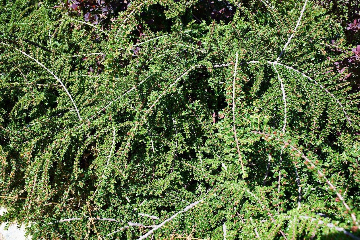 Full Cotoneaster Shrubs