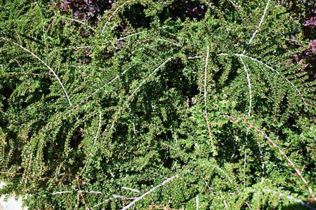 Full Cotoneaster Shrubs