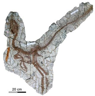 Skeletal remains of dinosaur Sinocalliopteryx gigas,