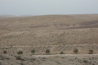 Israel, desert, vineyard