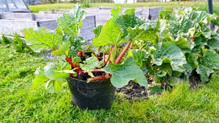 Rhubarb grown in a pot