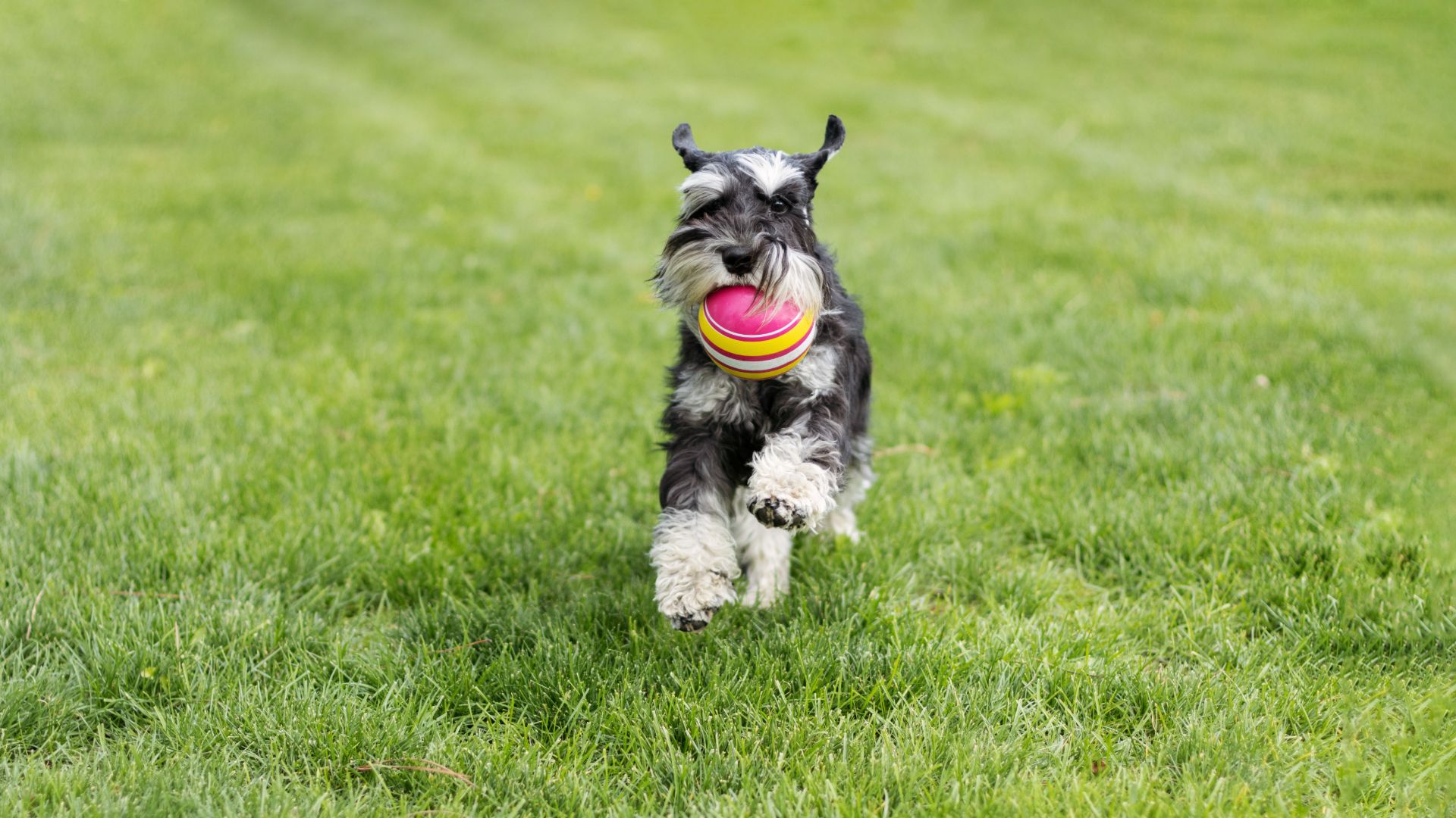 pepper and salt mini schnauzer fetching a ball