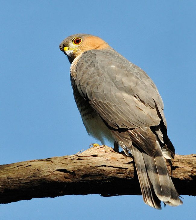 Sharp-Shinned Hawk