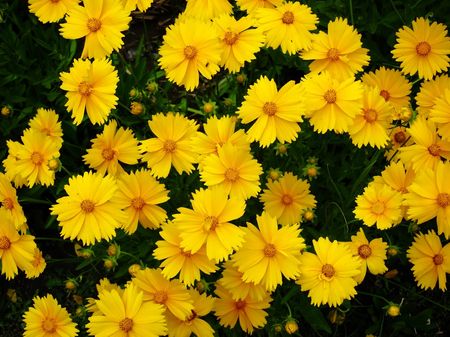 Yellow Coreopsis Plants