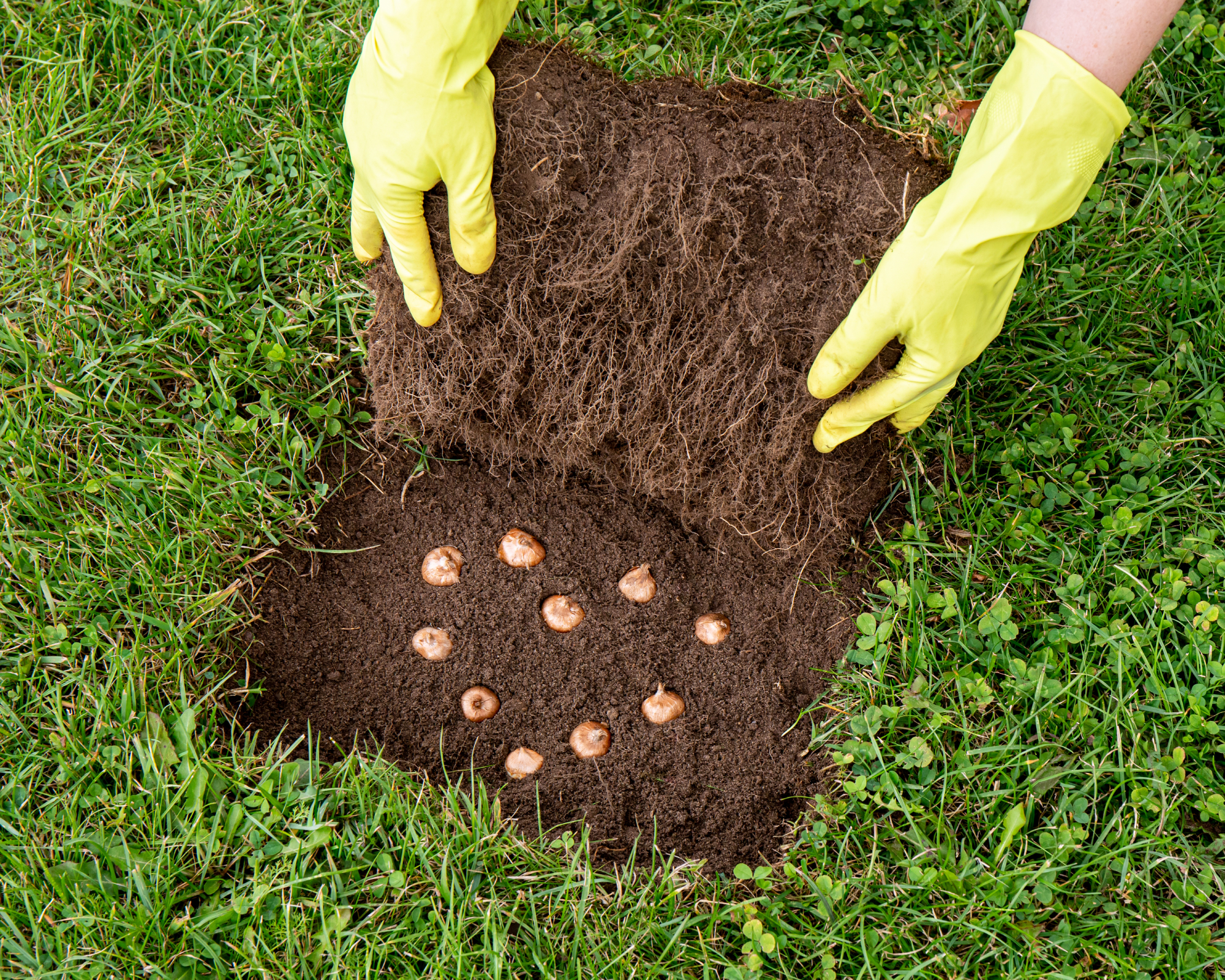 planting crocus bulbs in a lawn