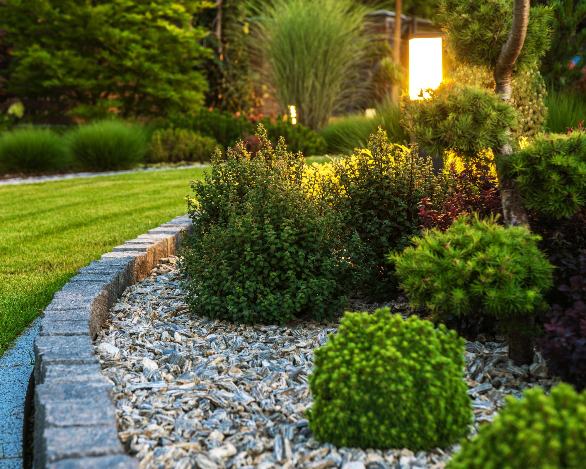 Compact shrubs in small yard