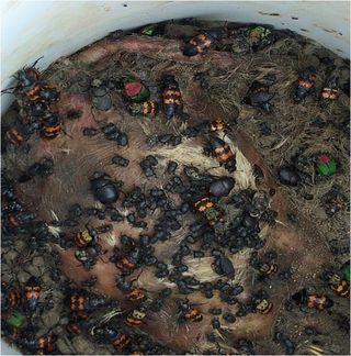 The researchers captured over 9,000 dung beetles in buckets filled with poop.
