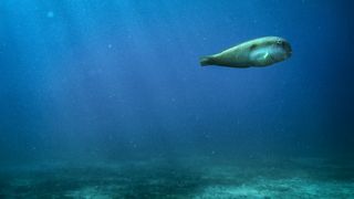 A photo of the seabed near Dokos, with a fish swimming