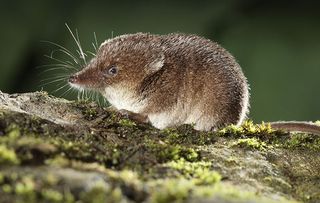 Common Shrew (Sorex araneus) adult, sitting on log, Midlands, England, august