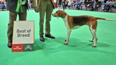 Robert-McCarthy-of-the-Percy-Hunt-with-Sparkle-awarded-Best-of-Breed-Crufts-2025.-Image-1-credit-Adrian-Dangar-1.jpg