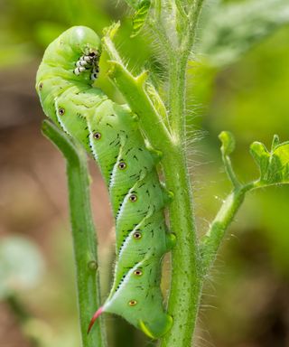 Tomato hornworm eating a plant