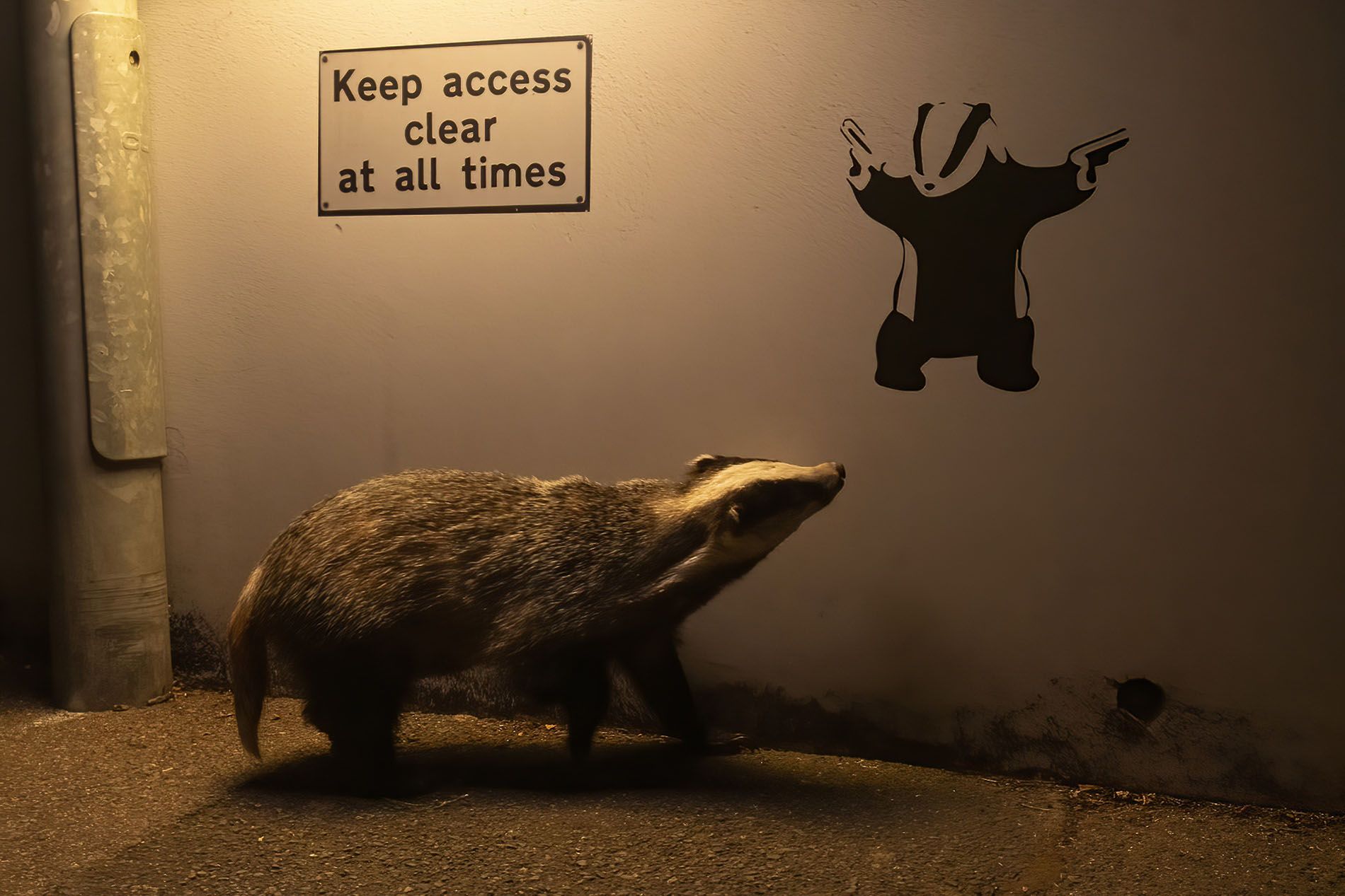 Dawn Chorus: Gangster badgers, at home with Sienna Miller, and a fresh ...