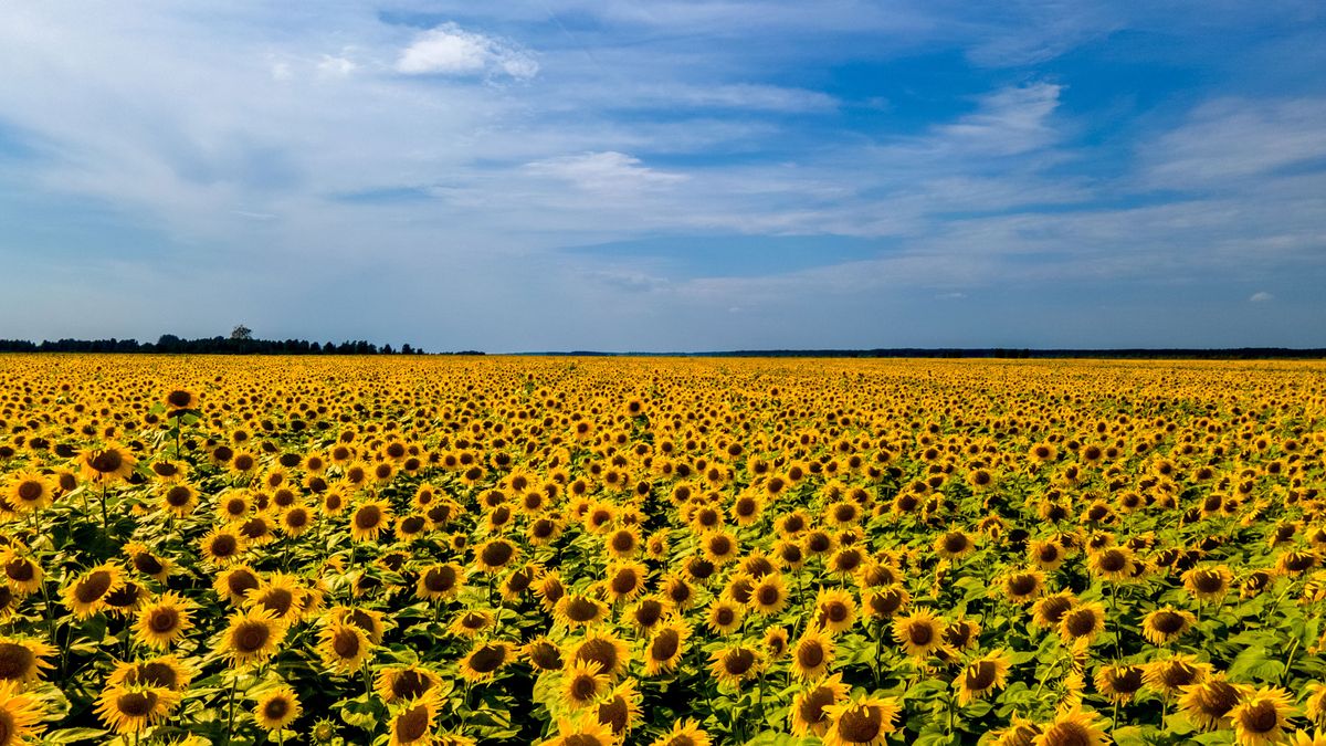 Why people are growing sunflowers to support Ukraine Gardeningetc