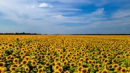 yellow sunflower field