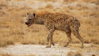 A spotted hyena snarls against a background of dry grass.