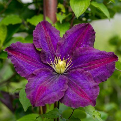 Close up of a purple clematis flower