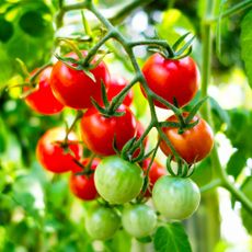 Organic tomato plant, red and green tomatoes nearing harvest in August