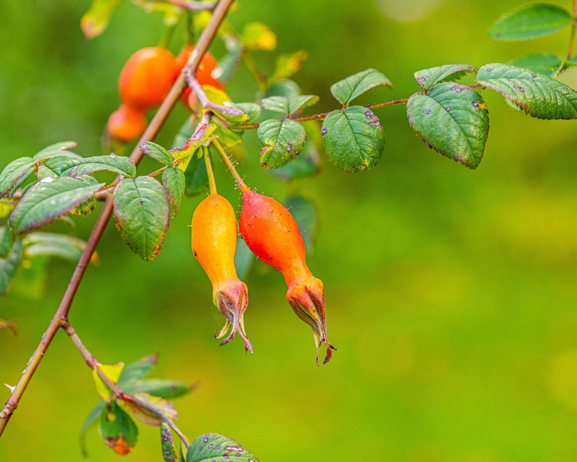Large orange rosehips