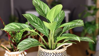 Chinese evergreen in a pot