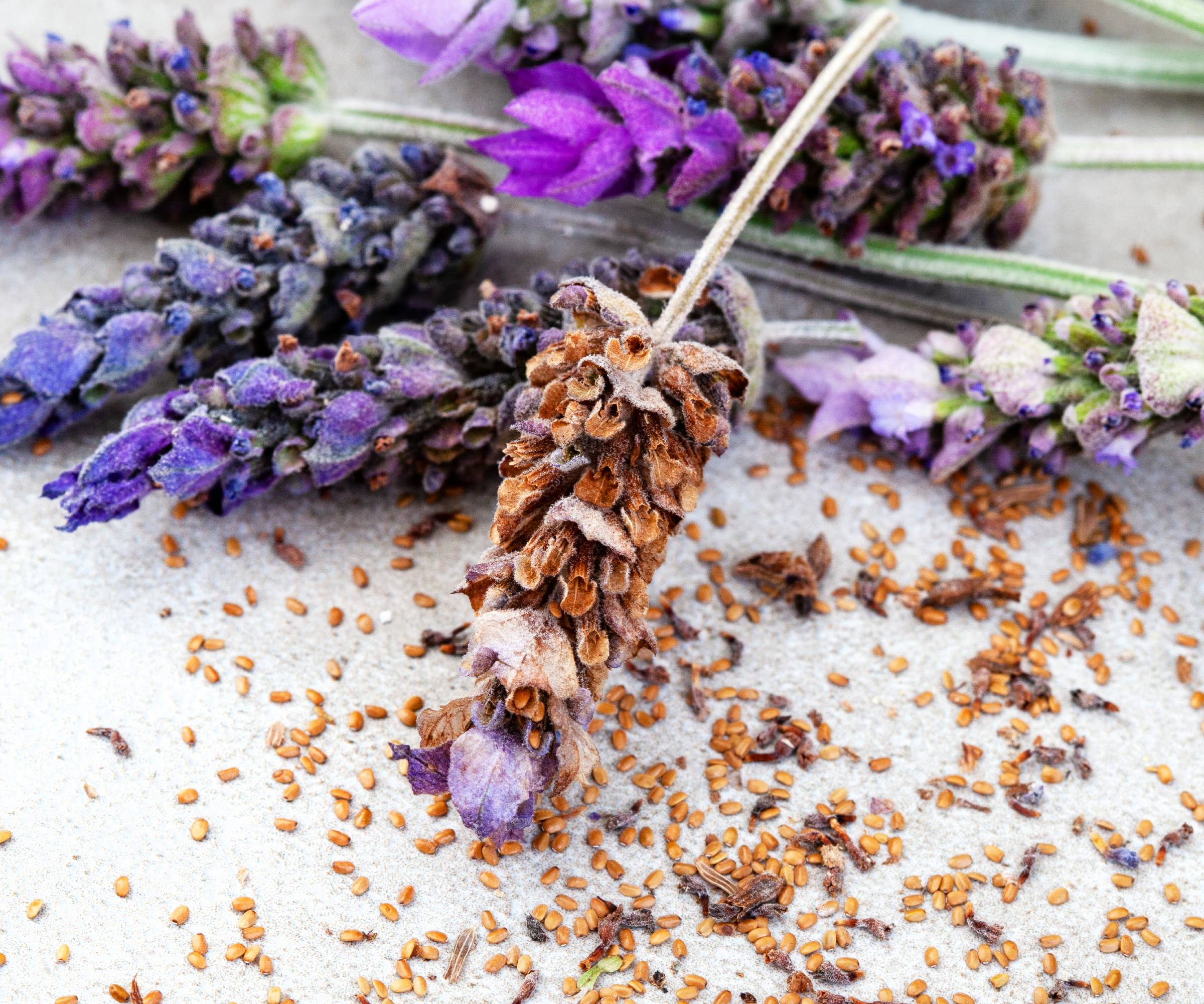 Lavender seeds falling from flowers