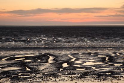 Mudflats at sunset over The Wash Estuary, Norfolk. Credit: Nature Picture Library
