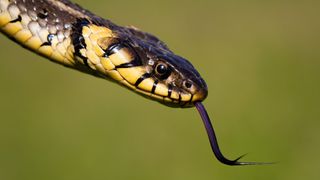 A snake with its tongue out.