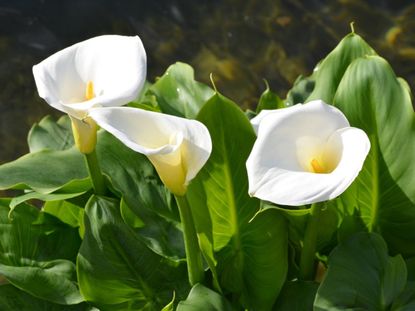 Calla Lilies With Green Blooms