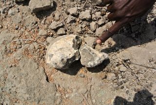 cranium from australopithecus in a rocky river delta