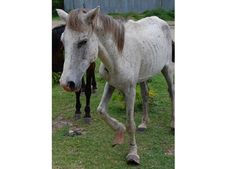 Horse-Ethiopia.jpg