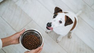 Owner holding a bowl of kibble for a dog