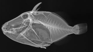 Wedge-tail triggerfish x-ray
