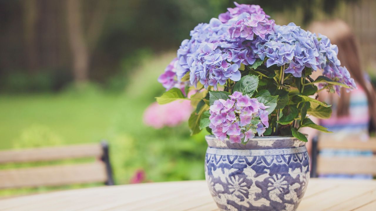 A close-up of a single potted hydrangea plant