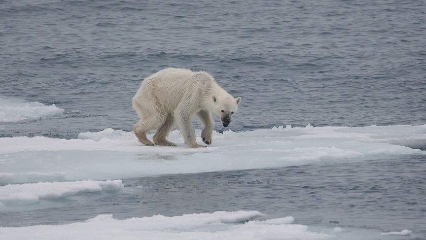A hunched over, skinny polar bear crawls on an ice floe. 
