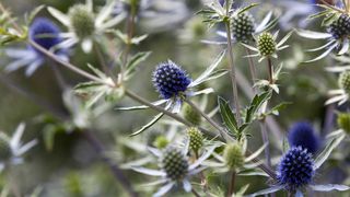 close-up of sea holly flower