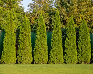 Arborvitae trees next to fence, pruned to pyramid shapes