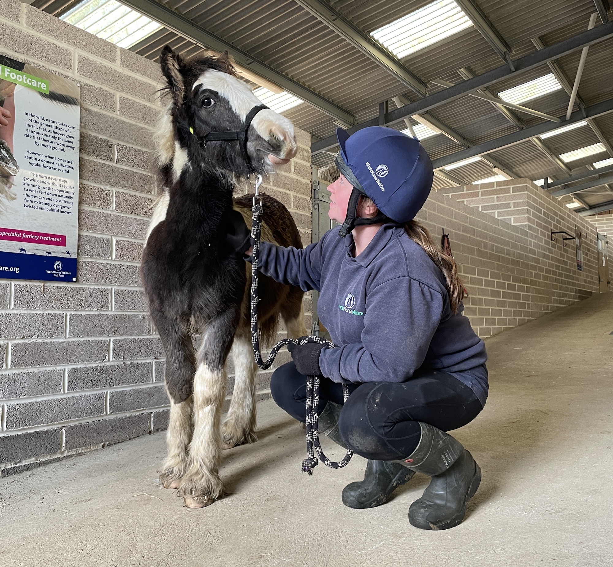 Malcolm-PMcredit-World-Horse-Welfare.jpg