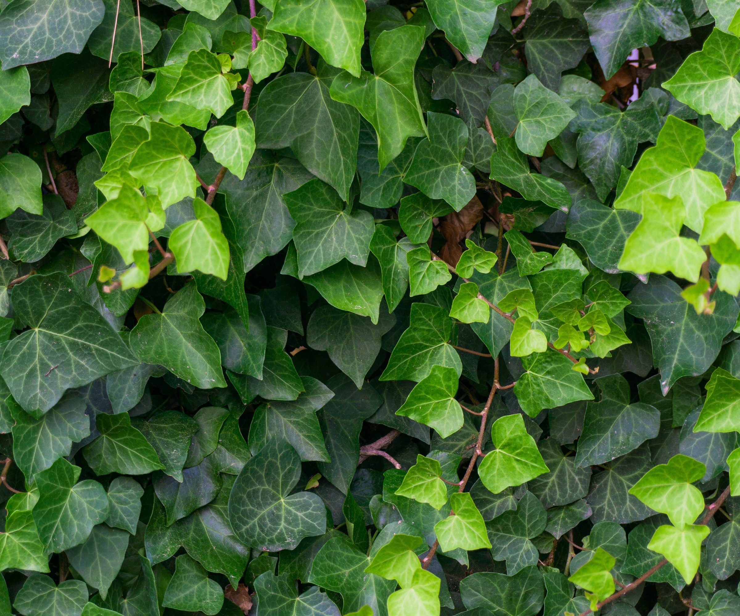 English ivy
