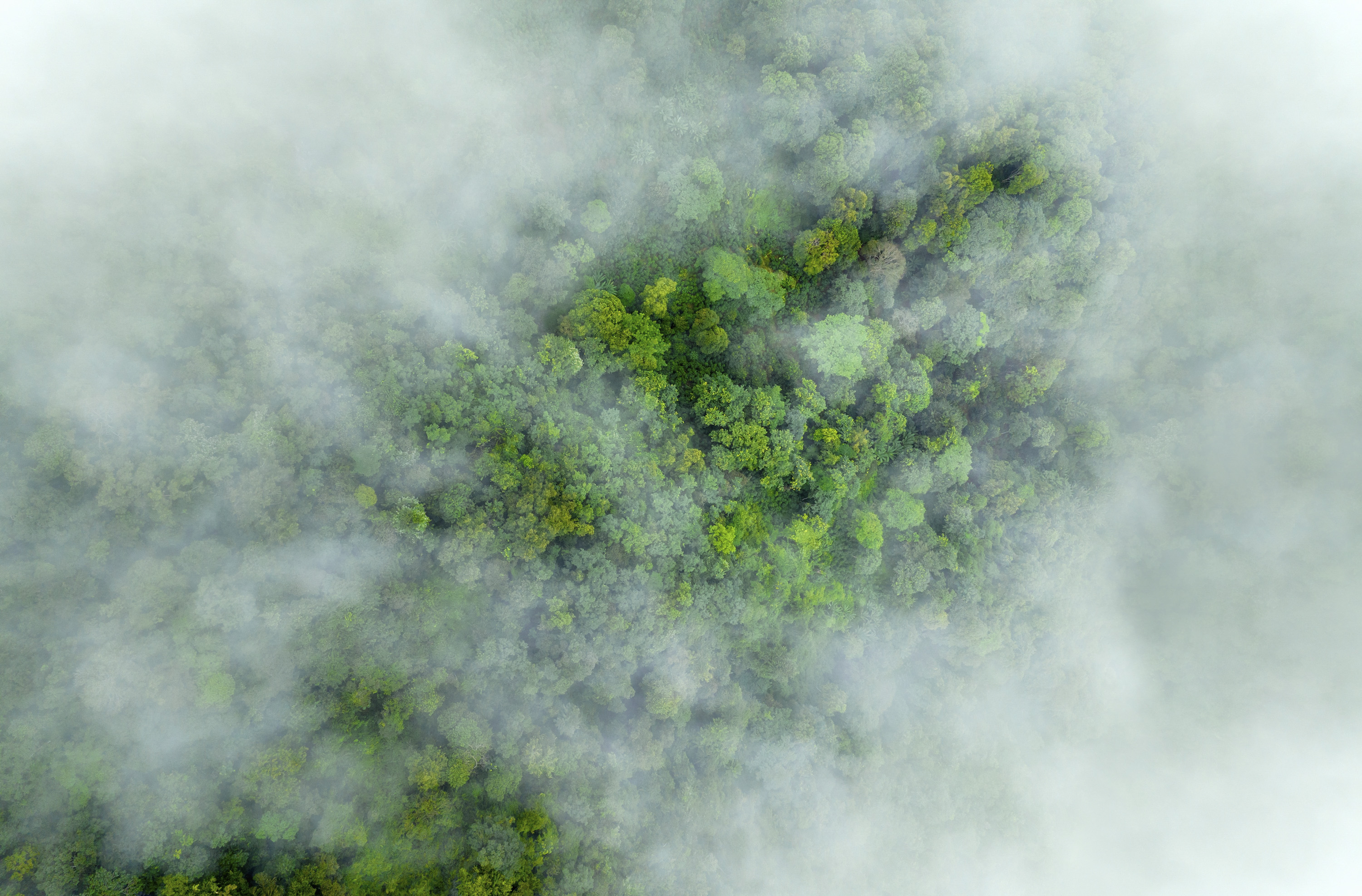 Aerial image of a lush rainforest with scattered mist