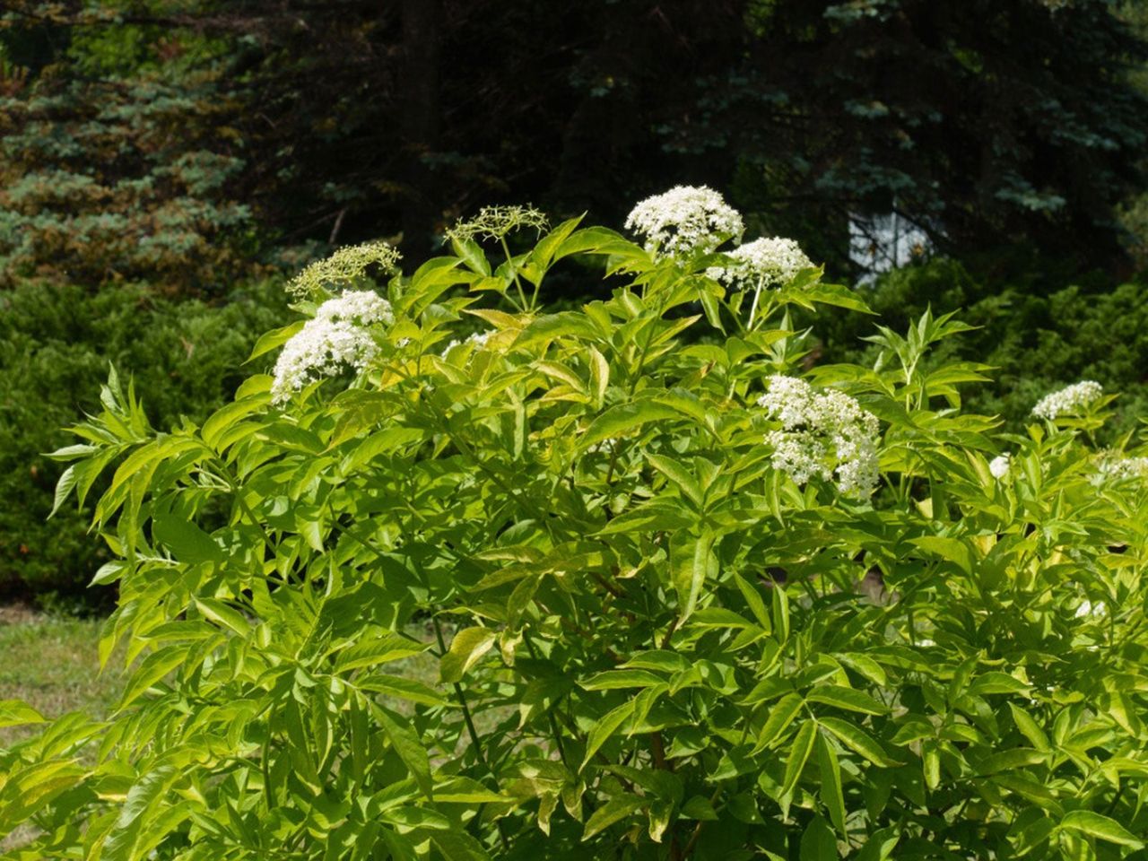 Elderberry Bush